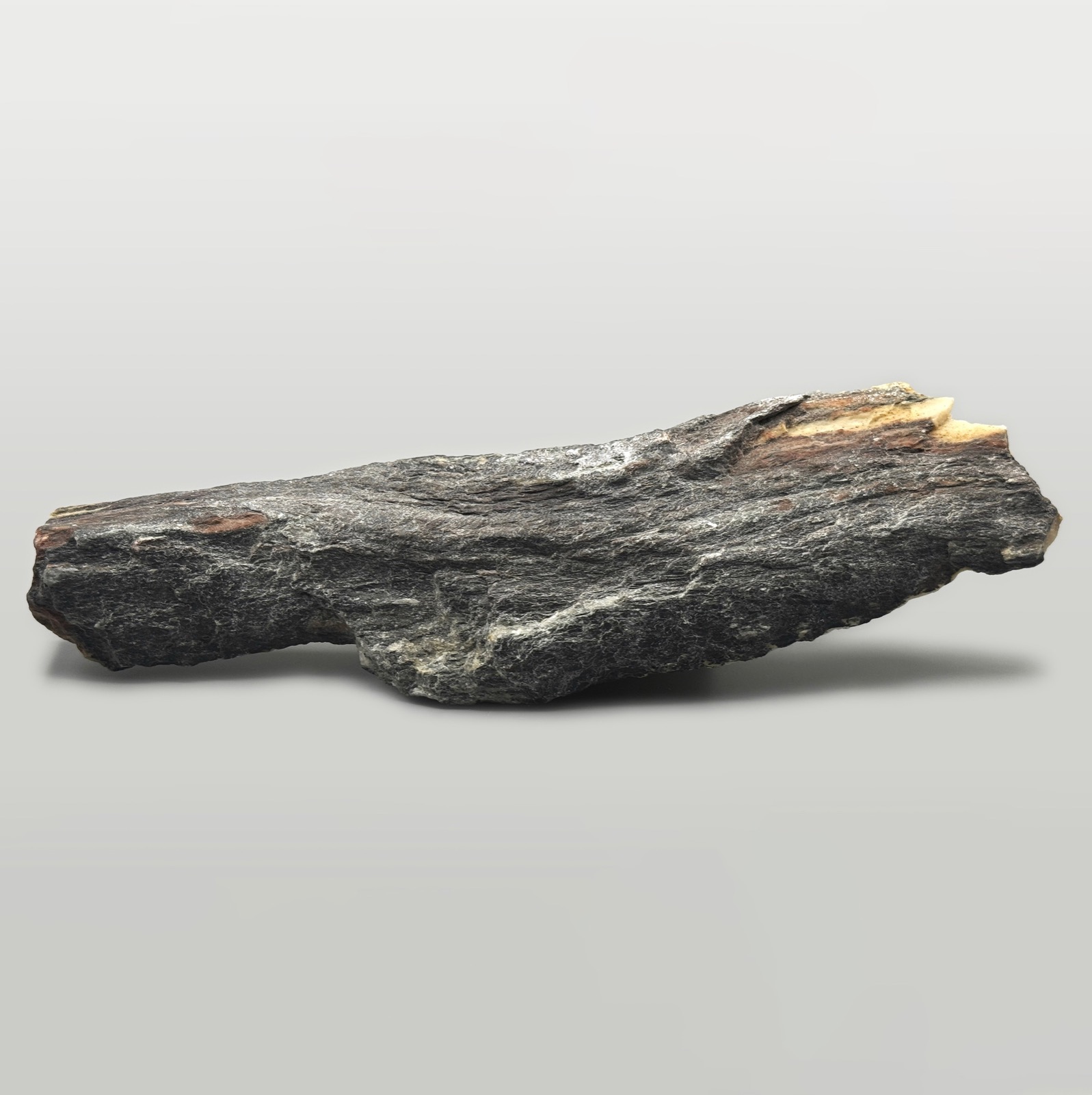 Aorta — another view