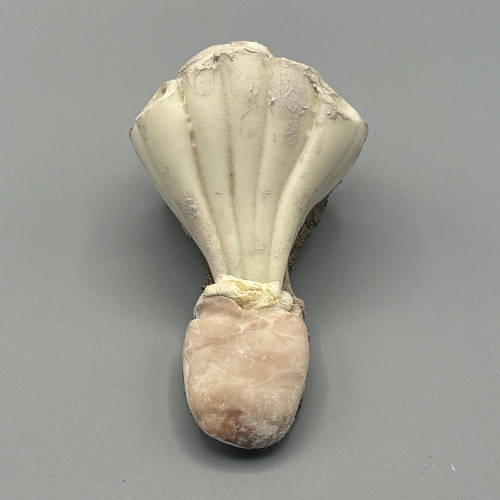 Cuore — another view