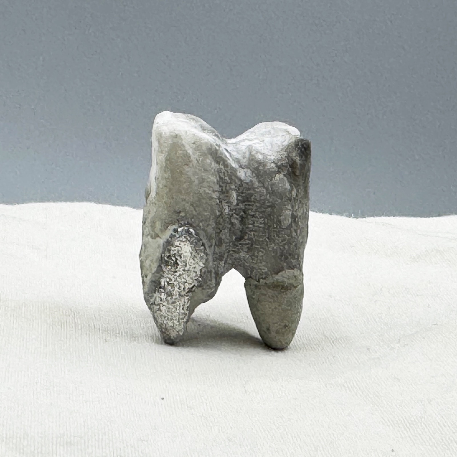 Tooth
